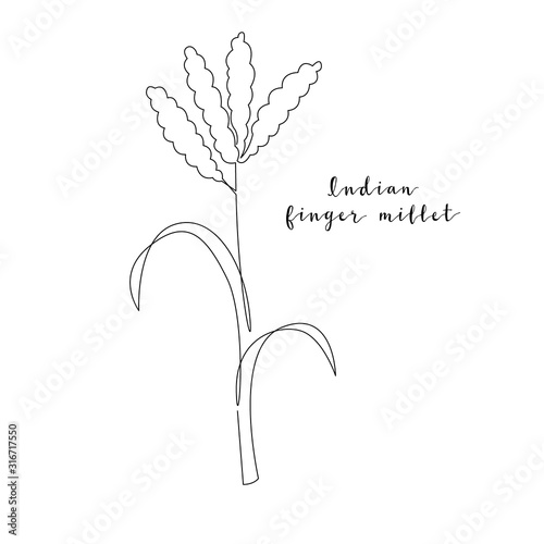 Continuous line indian finger millet, grain crop. Vector line art. Perfect for logo, packaging design, icon