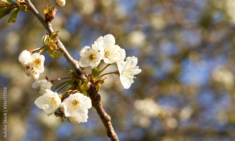 A closeup of white cherry blossom flowers on a tree in springtime with a sunny spring blurred background. A closeup of white cherry blossom flowers on a tree in springtime with a sunny spring blurred background.
