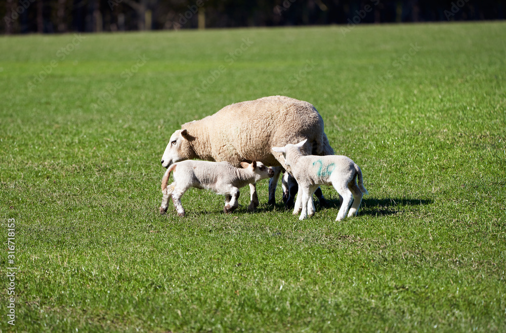 Three young lambs being fed by the Ewe Sheep in a green grass field on a farm in spring. England, UK.