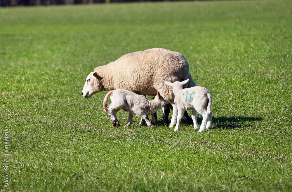 Three young lambs being fed by the Ewe Sheep in a green grass field on a farm in spring. England, UK. Three young lambs being fed by the Ewe Sheep in a green grass field on a farm in spring. England, UK.