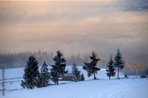 Winter forest in the Carpathians, Romania.