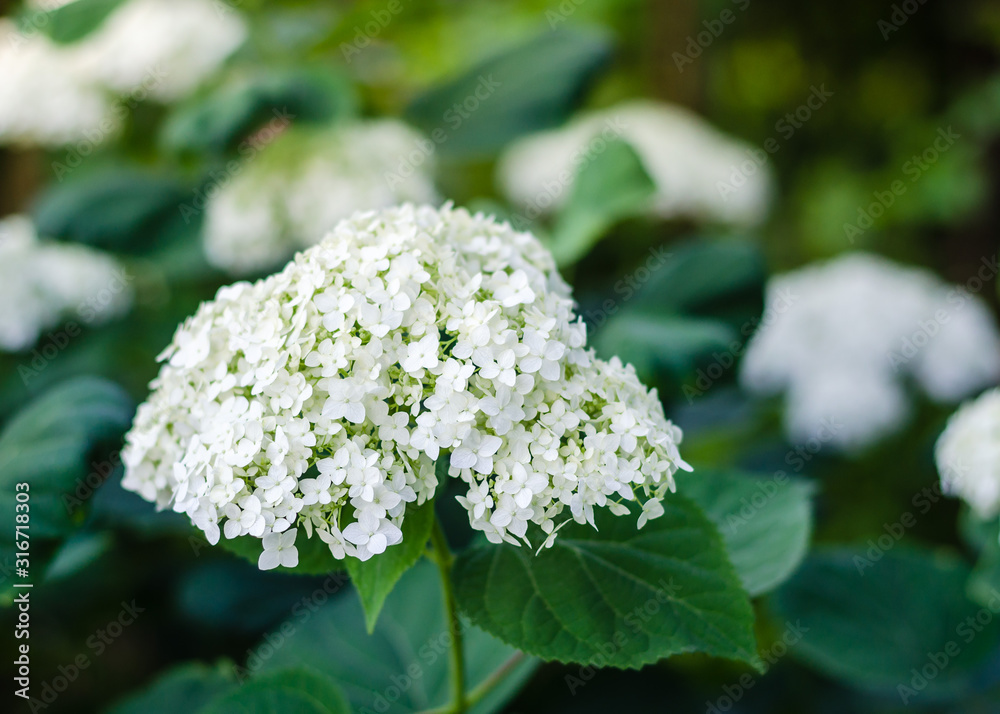 hydrangea in the garden. Floral background. Close-up hydrangea in the garden. Floral background. Close-up