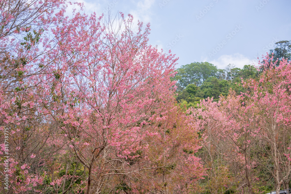 Pink garden (full bloom cherry blossom).