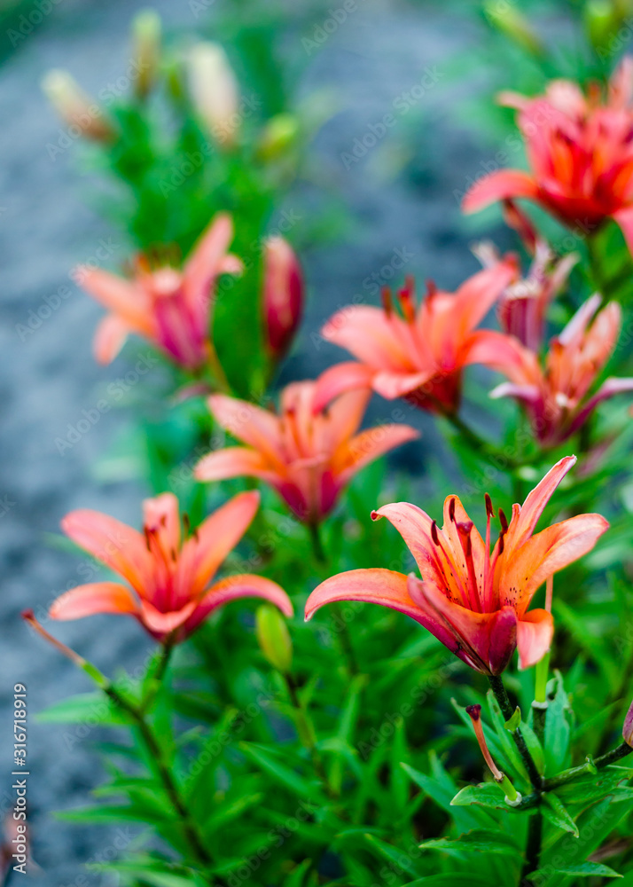 Coral Lilies. Floral background. Close-up. Banner format