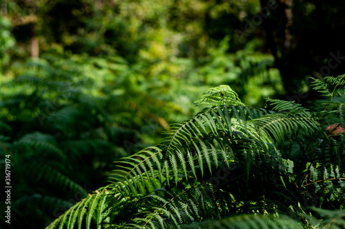 Beautiful ferns green leaves the natural fern in the forest and natural background in sunlight.