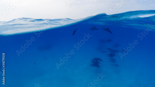 Underwater split shot photos flock of dolphins underwater on the high seas