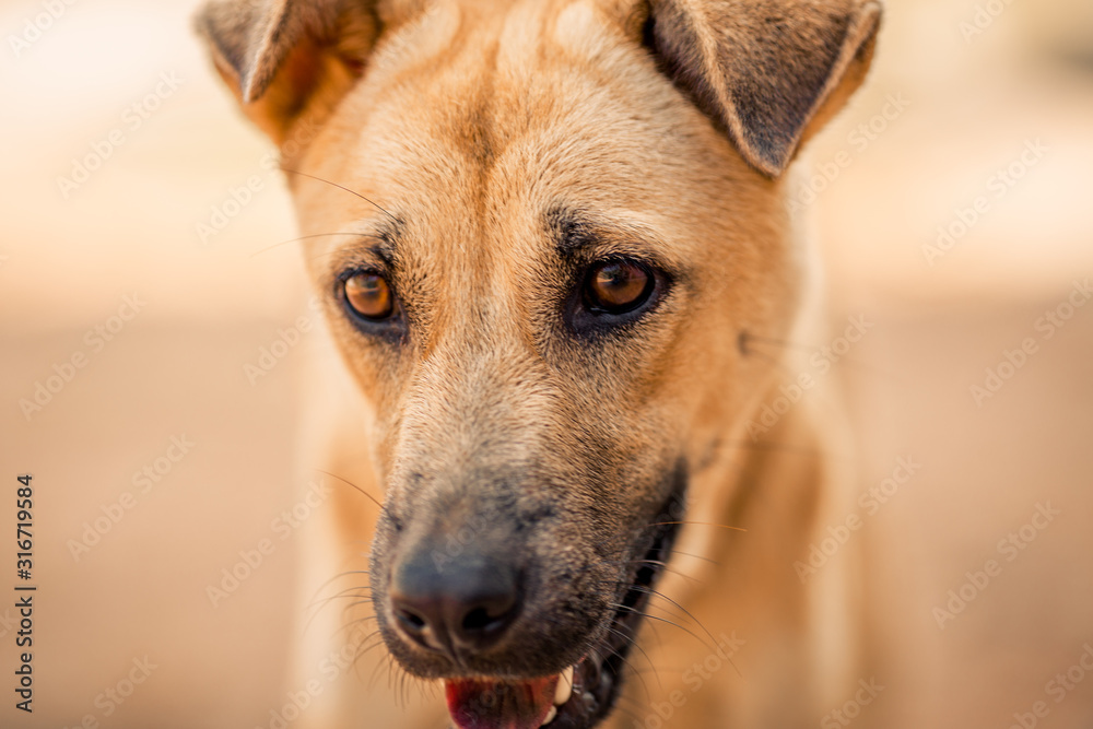 The blurred abstract background of a fast-moving Thai dog face, commonly seen in homes in Thailand that are popular for house keeping. The blurred abstract background of a fast-moving Thai dog face, commonly seen in homes in Thailand that are popular for house keeping.