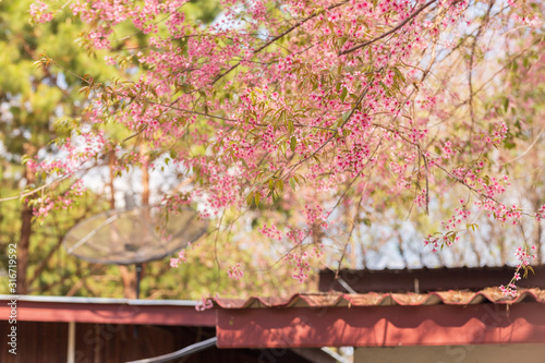 Pink garden (full bloom cherry blossom). photo