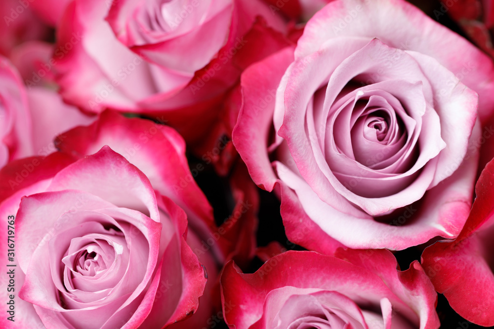 Pink rose flowers background Pink rose flowers background