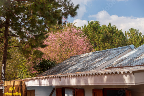 Wallpaper Mural Pink garden (full bloom cherry blossom). Torontodigital.ca