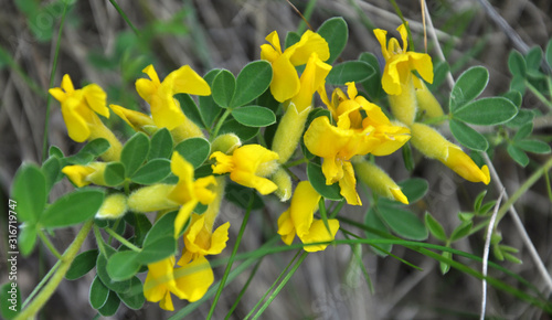 In spring, cytisus (Chamaecytisus ruthenicus) blooms in nature photo