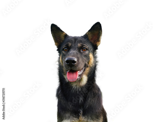 Smiling of black dog looking isolated white background