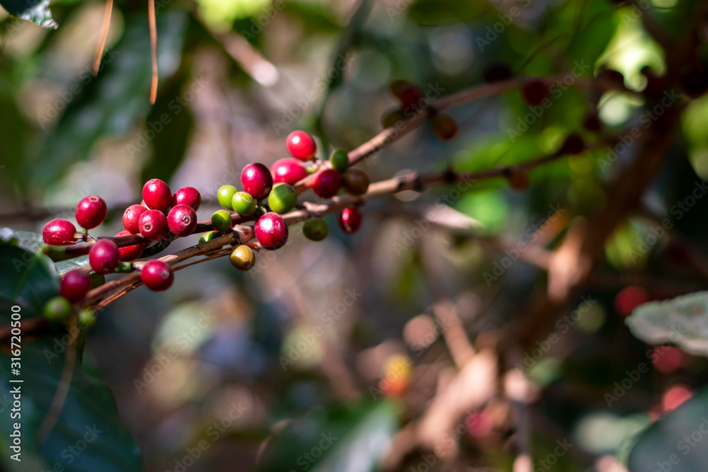 Close Up branches of Arabica coffee plants in Thailand.Coffee beans are ripe. Close Up branches of Arabica coffee plants in Thailand.Coffee beans are ripe.