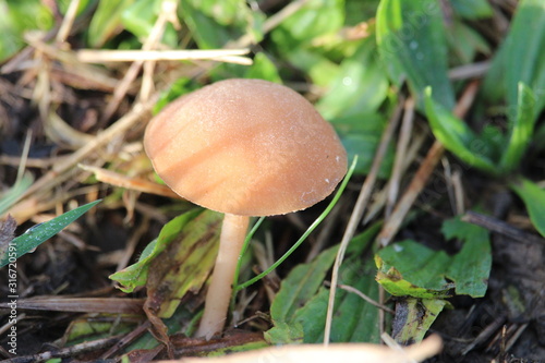 mushroom in forest