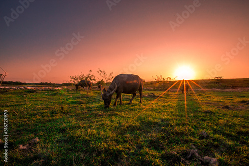 The blurred abstract background of the evening light and the buffalo eating animals along the rice fields, the wind blows cool during the day.