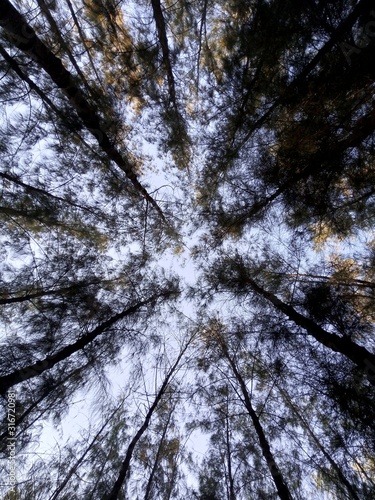 Fototapeta Naklejka Na Ścianę i Meble -  The pine trees in the forest.