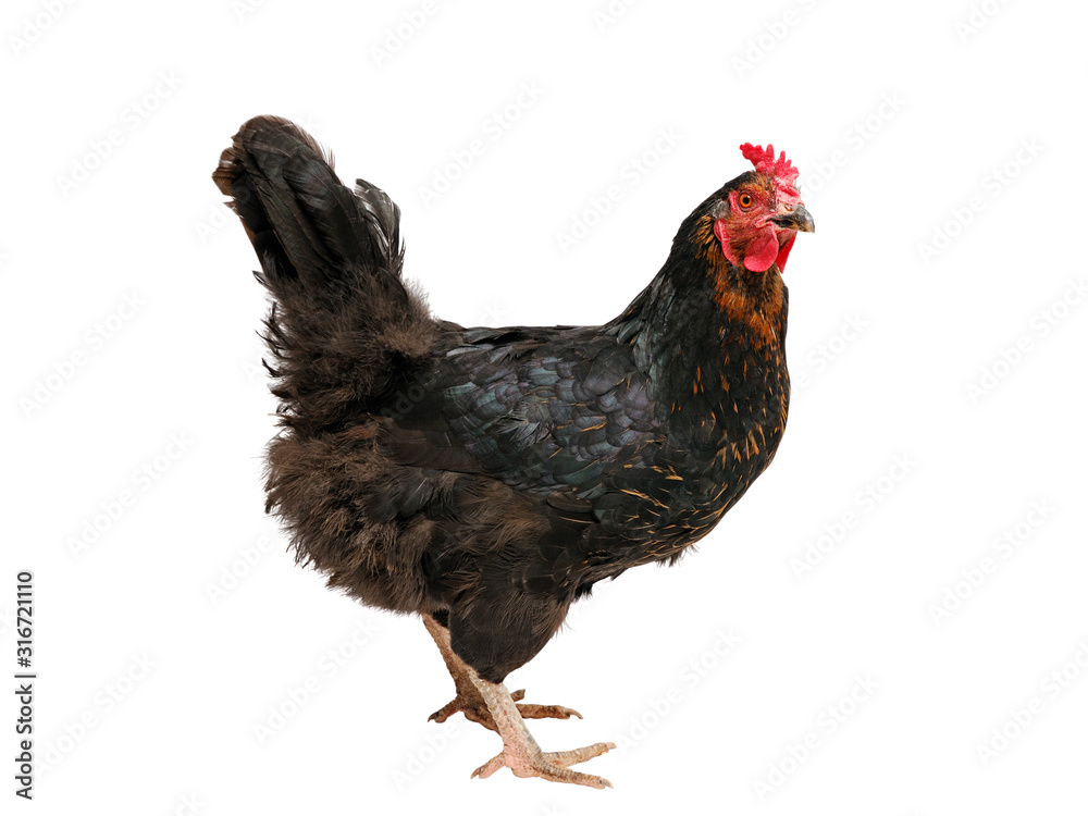 Fototapeta premium Chicken cut out. Hybrid Australorp hen against a white background