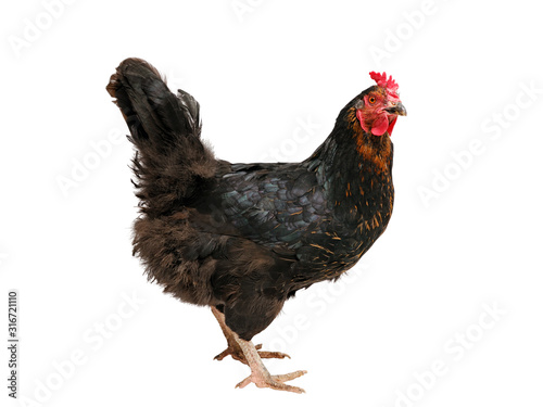 Chicken cut out. Hybrid Australorp hen against a white background