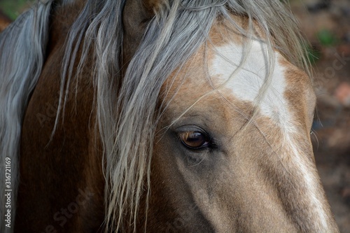 portrait of a brown horse