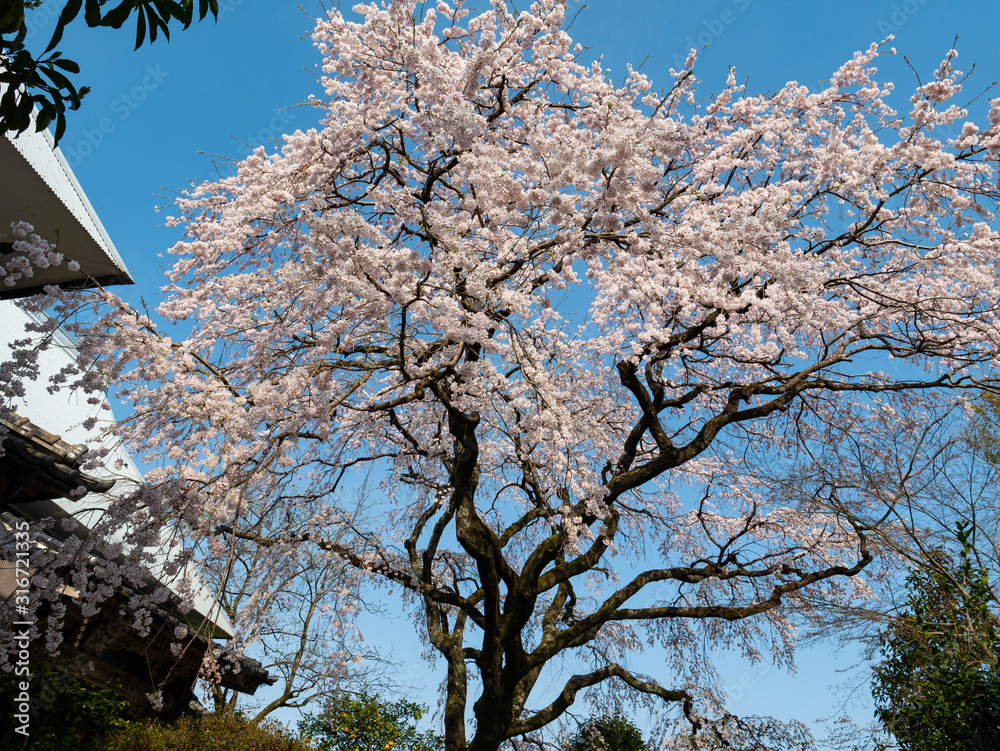 Cherry blossom flowers are bloom beside an old house in Saga prefecture, JAPAN. Cherry blossom flowers are bloom beside an old house in Saga prefecture, JAPAN.
