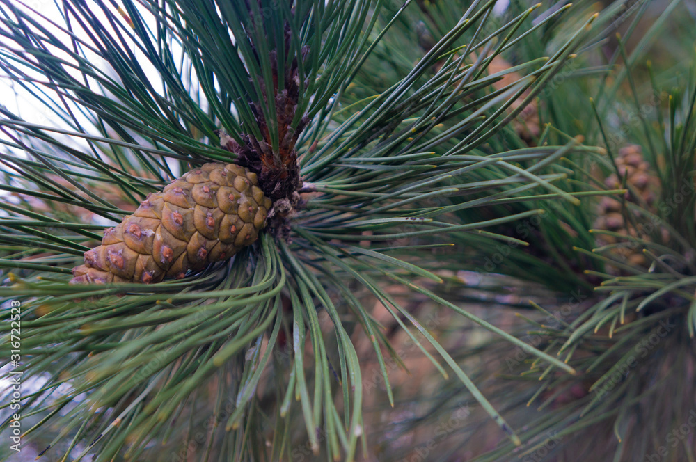 Young pine cone on branch surrounded by green needles Young pine cone on branch surrounded by green needles