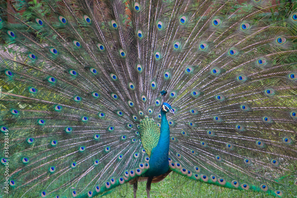 Obraz premium Male peacock showing feathers in the garden