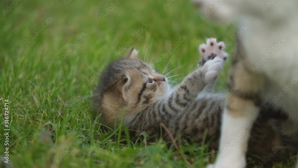 little kitten sits under the protection of his mother little kitten sits under the protection of his mother