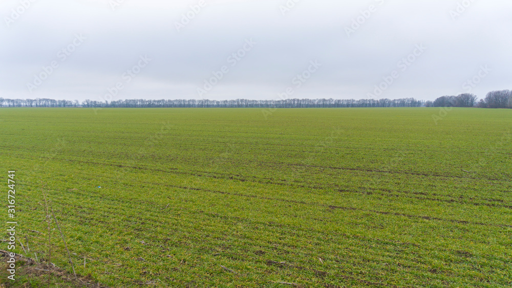 a winter green wheat field