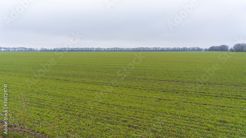 a winter green wheat field