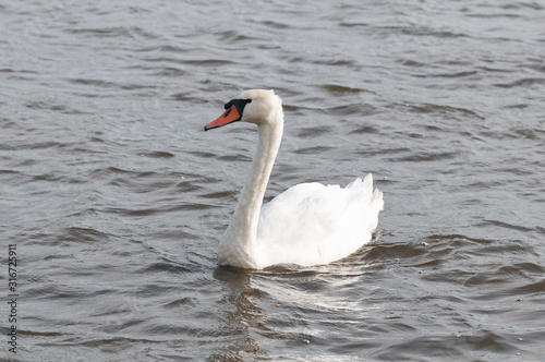 Höckerschwan