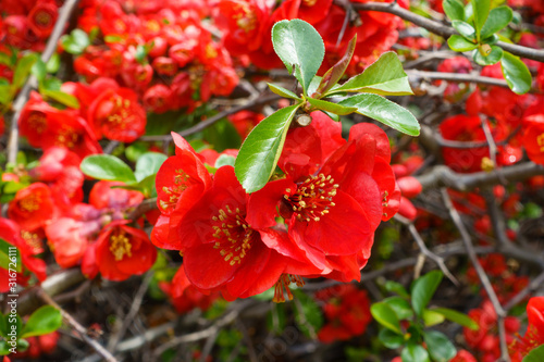 Closeup of blossom of Japanese quince or Chaenomeles japonica tree photo