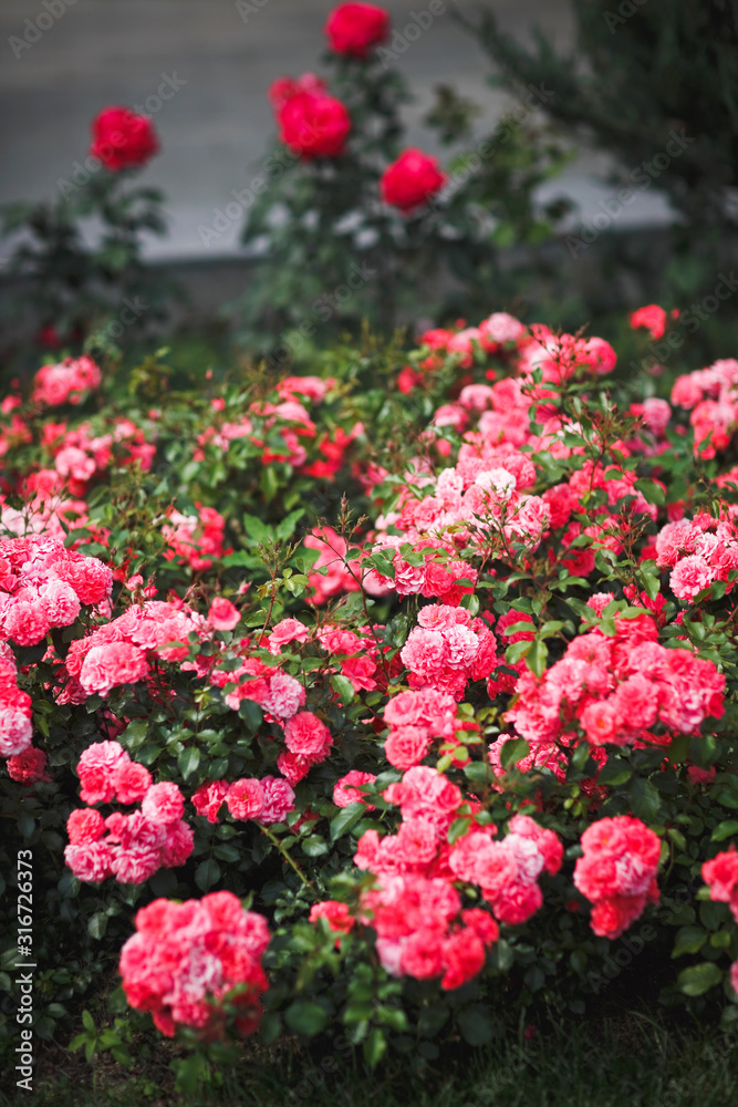 Summer garden with blooming red roses. Selective focus.