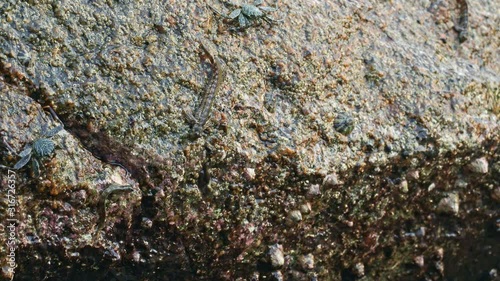 Fish called Common Mudskipper Periophthalmus kalolo (koelreuteri, africanus, africana) feeding on the stones on the beach under waves. Jumping and eating among other marine creatures - crabs, mussels photo