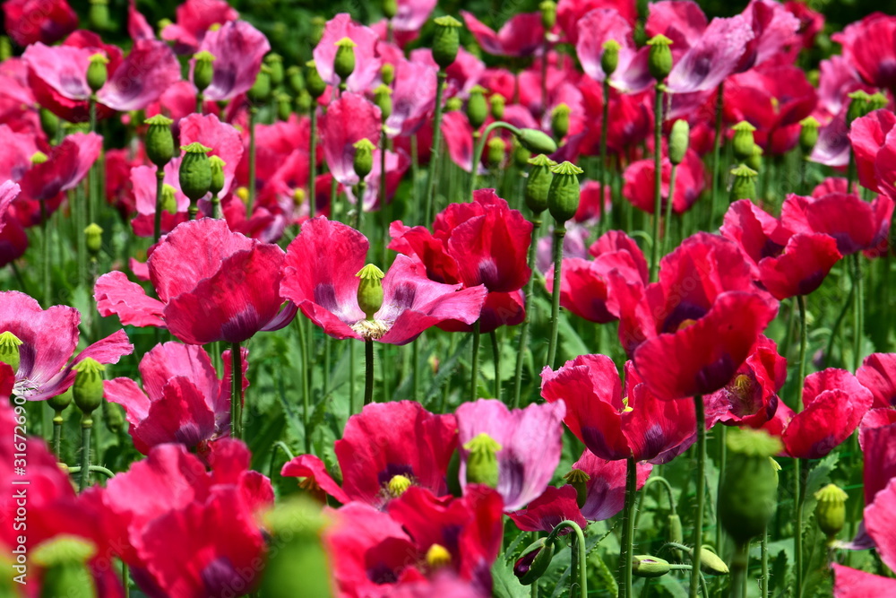 Schlafmohnblüten - Mohnfeld in Blüte - Rosa und pinke Blütenpracht