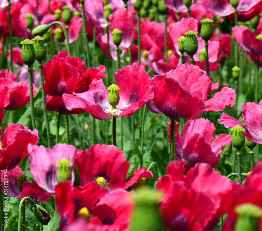 Schlafmohnblüten - Mohnfeld in Blüte - Rosa und pinke Blütenpracht