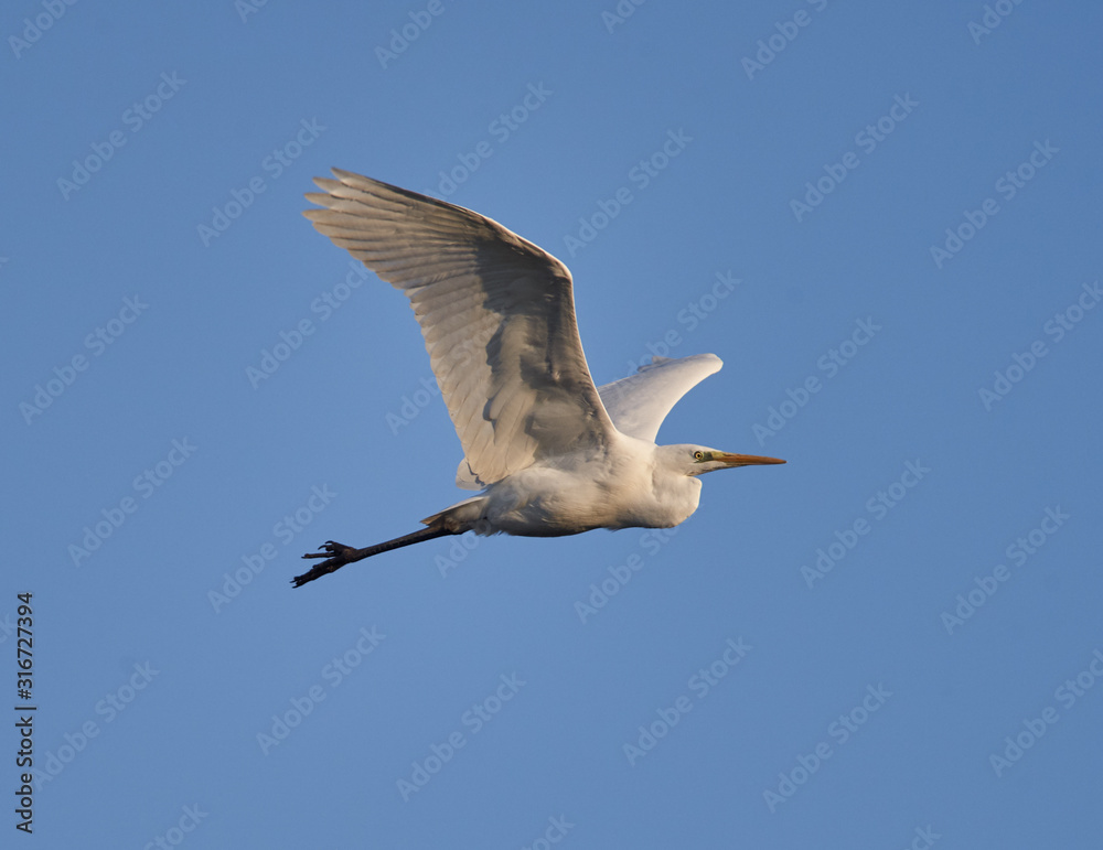 Obraz premium Great egret in flight