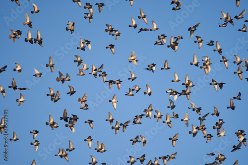 Many pigeons flying