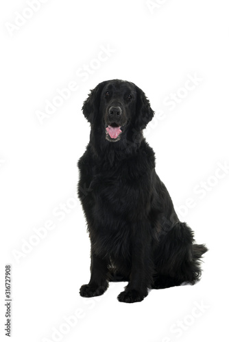 Portrait of a flat coated retriever sitting down isolated on a white background