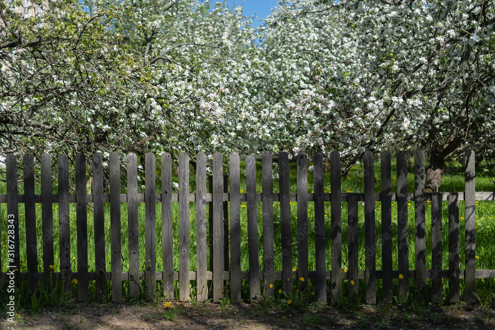 Wooden fence near the flowering apple-tree in the garden, very shallow depth of field. General form. Wooden fence near the flowering apple-tree in the garden, very shallow depth of field. General form.
