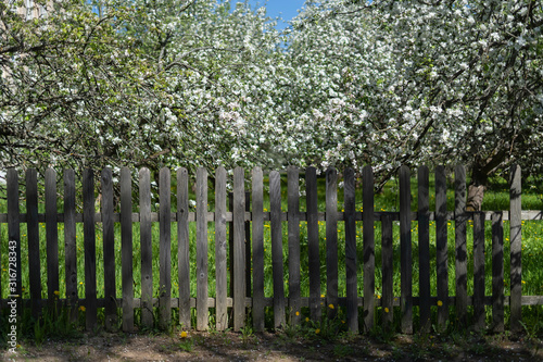 Fototapeta Naklejka Na Ścianę i Meble -  Wooden fence near the flowering apple-tree in the garden, very shallow depth of field. General form.