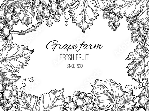 Grape frame. Vineyard vintage vector background with grapevine and leaves. Illustration farm grapevine, vine and leaf banner