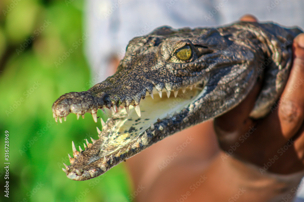 Fototapeta premium baby alligator open mouth