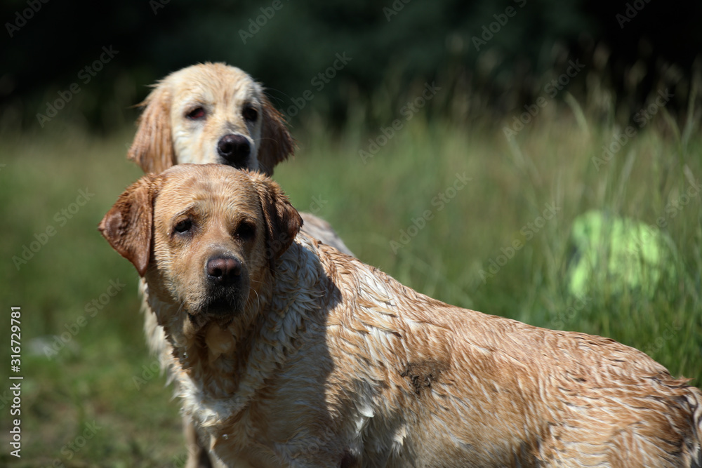 Active, smile and happy purebred labrador retriever dog outdoors in grass park on sunny summer day.