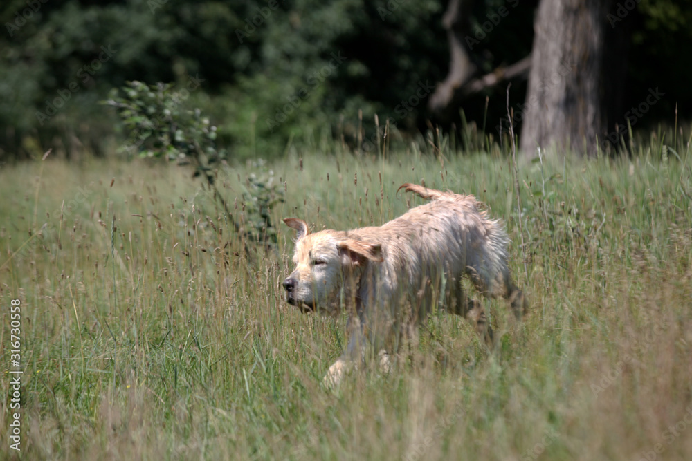 Active, smile and happy purebred labrador retriever dog outdoors in grass park on sunny summer day. Active, smile and happy purebred labrador retriever dog outdoors in grass park on sunny summer day.