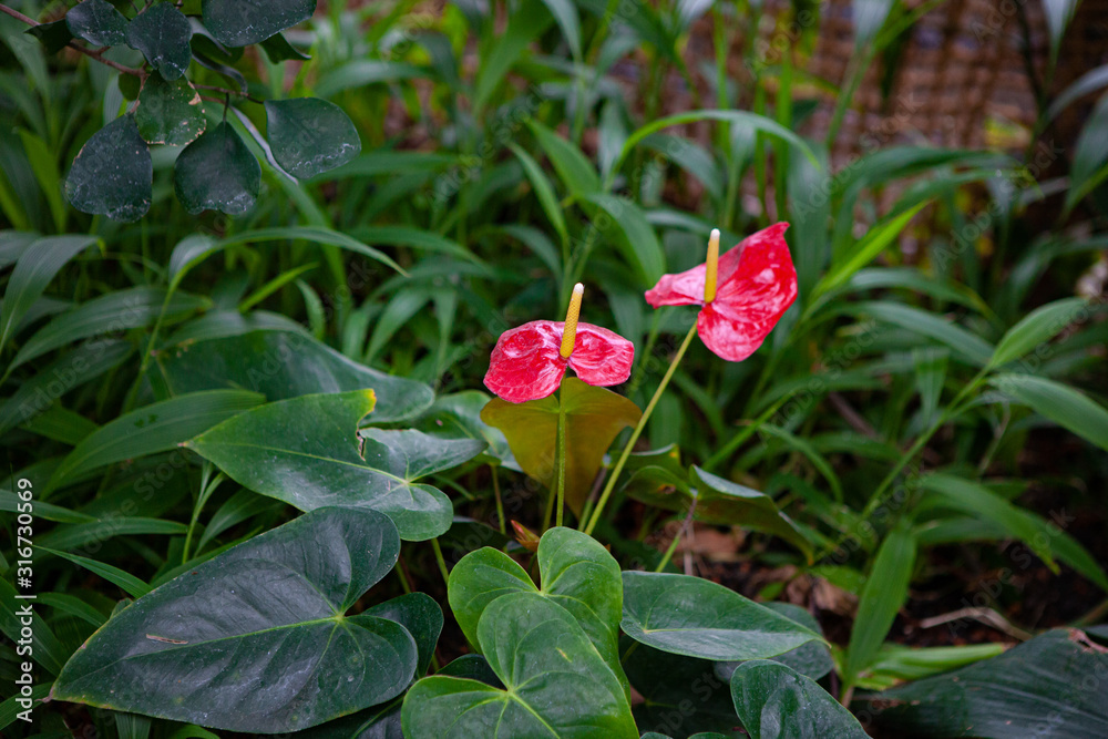 Anthurium is a red heart-shaped flower. Dark green leaves as a background make the flowers stand out beautifully. Anthurium is a red heart-shaped flower. Dark green leaves as a background make the flowers stand out beautifully.