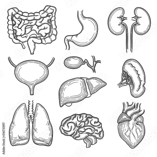 Human organs sketch. Brain kidney heart stomach anatomy body parts vector hand drawn set. Illustration internal organ, stomach and heart, brain and liver