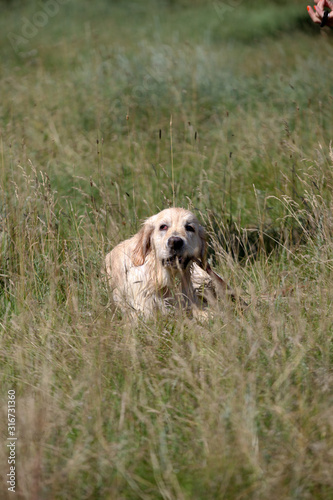 Active, smile and happy purebred labrador retriever dog outdoors in grass park on sunny summer day.