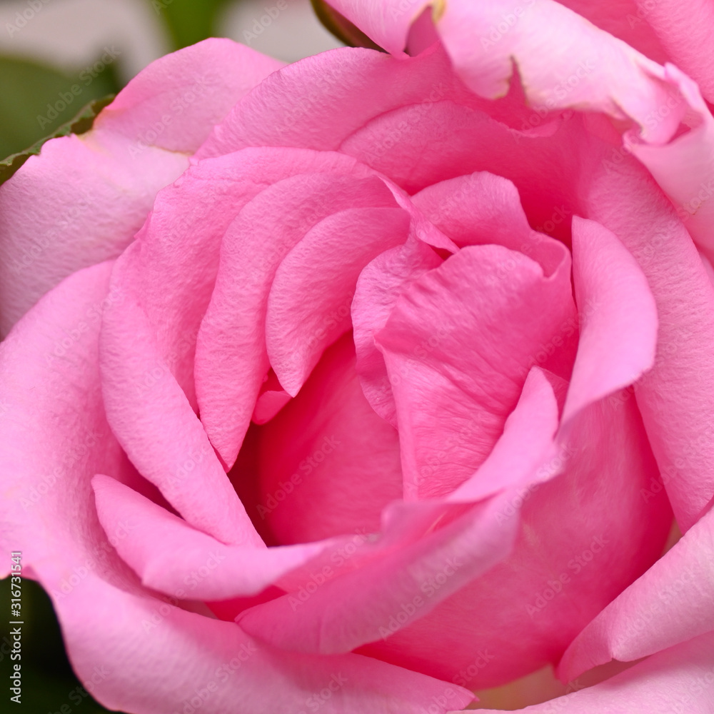 pink rose flower with wrinkle wilt petal, image used for skin care of beauty concept pink rose flower with wrinkle wilt petal, image used for skin care of beauty concept