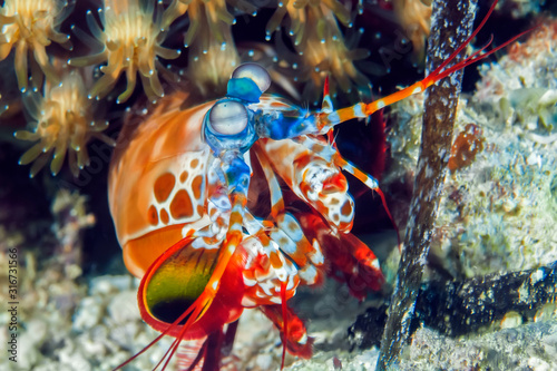 Peacock mantis shrimp gets out of his burrow. Underwater macro photography