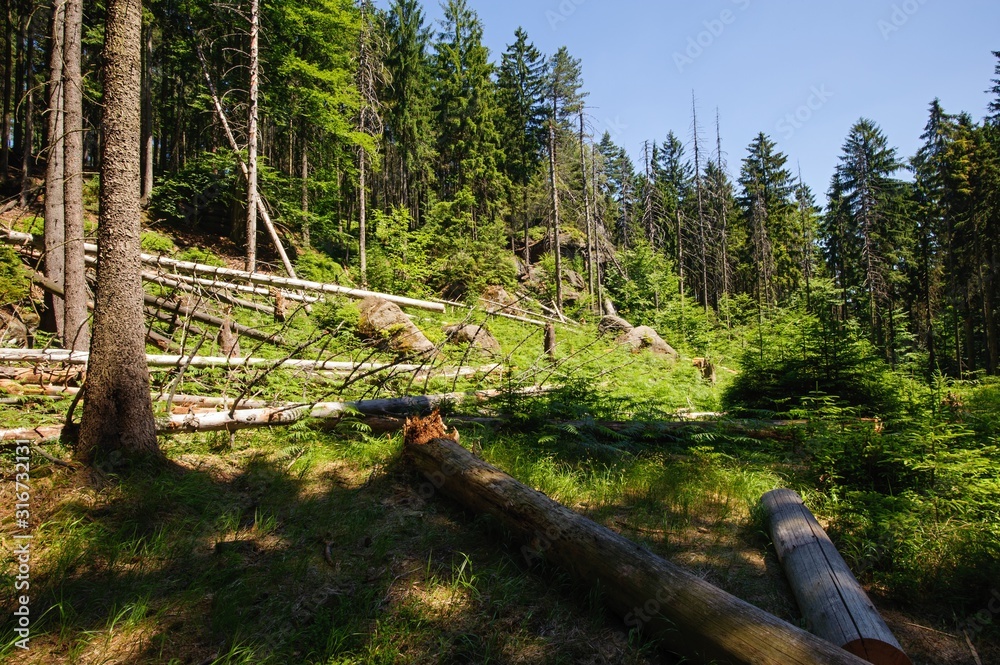Fototapeta premium Fallen trees after a storm